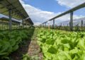 Solar Energy And Community Gardens: Powering Sustainable Food Production