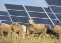 The Impact Of Solar Energy On Wildlife And Ecosystems