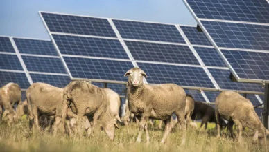 The Impact Of Solar Energy On Wildlife And Ecosystems