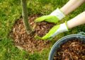 Benefits Of Mulching: Retaining Moisture And Suppressing Weeds In Your Garden