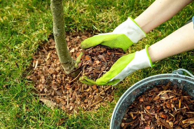 Benefits Of Mulching: Retaining Moisture And Suppressing Weeds In Your Garden