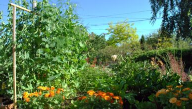 Companion Planting: Maximizing The Benefits Of Plant Combinations In Your Garden