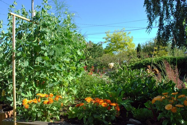 Companion Planting: Maximizing The Benefits Of Plant Combinations In Your Garden