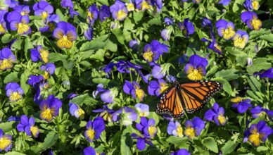 Creating A Butterfly Garden: Attracting Colorful Butterflies To Your Yard