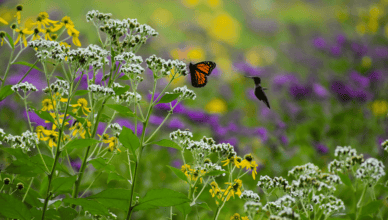 Creating A Pollinator-Friendly Garden: Supporting Bees, Butterflies, And Hummingbirds