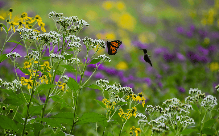 Creating A Pollinator-Friendly Garden: Supporting Bees, Butterflies, And Hummingbirds