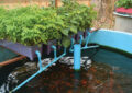 Exploring Aquaponics: Combining Fish Farming With Hydroponic Plant Growth