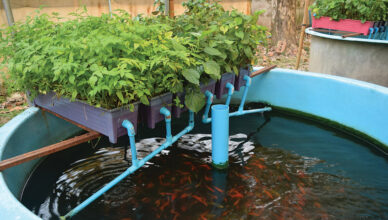 Exploring Aquaponics: Combining Fish Farming With Hydroponic Plant Growth