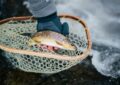 How To Practice Ethical Angling To Protect Fish Populations?