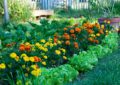 Ornamental Vs. Edible Gardens: Balancing Beauty And Functionality