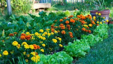 Ornamental Vs. Edible Gardens: Balancing Beauty And Functionality