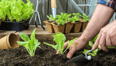 Seasonal Gardening Tips: What To Do In Spring, Summer, Fall, And Winter