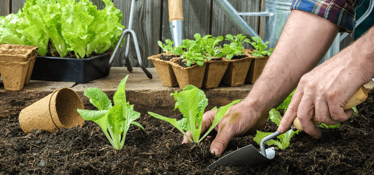 Seasonal Gardening Tips: What To Do In Spring, Summer, Fall, And Winter