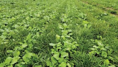 The Benefits Of Cover Crops: Improving Soil Health And Preventing Erosion