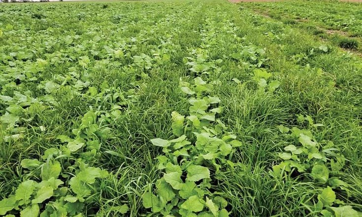 The Benefits Of Cover Crops: Improving Soil Health And Preventing Erosion