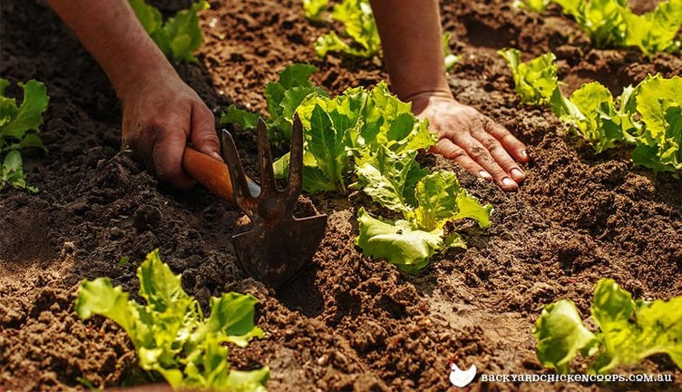 The Benefits Of Organic Gardening: Cultivating A Healthy And Sustainable Garden