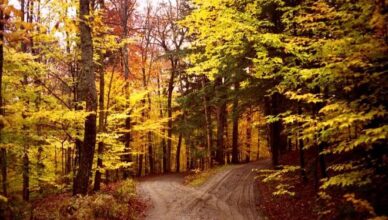 The Road Not Taken And Other Poems By Robert Frost