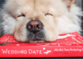 The Wedding Date By Jasmine Guillory – Summary And Review