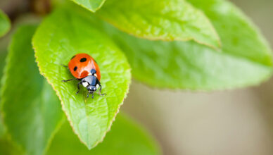 What Are Beneficial Insects And How To Attract Them To Your Garden