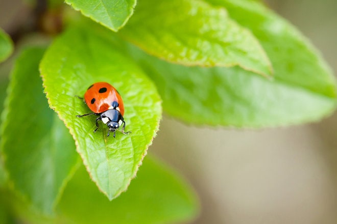What Are Beneficial Insects And How To Attract Them To Your Garden