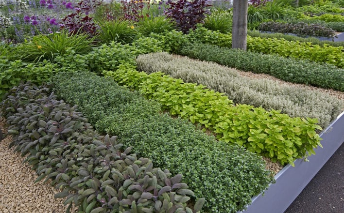 What Are Herb Gardens And How To Grow Your Own Herb Garden For Fresh Flavors