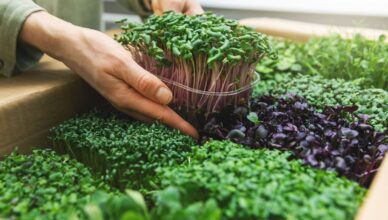What Are Microgreens And How To Grow Them Indoors For Nutritious Harvests