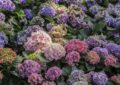 What Are Perennial Plants And How To Incorporate Them In Your Garden