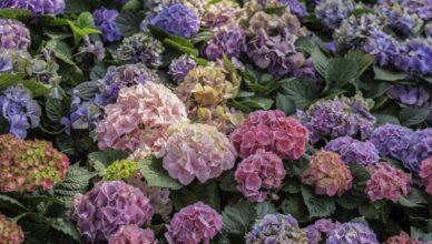 What Are Perennial Plants And How To Incorporate Them In Your Garden