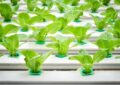 What Is Hydroponic Gardening And How To Set Up A Hydroponic System