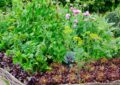 What Is Intensive Gardening And How To Maximize Space In Your Garden