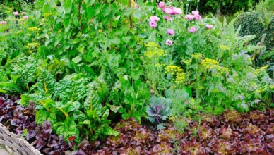 What Is Intensive Gardening And How To Maximize Space In Your Garden