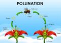 What Is Pollination And Why It Is Vital For Fruit Production In Your Garden