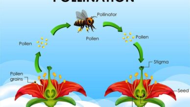 What Is Pollination And Why It Is Vital For Fruit Production In Your Garden