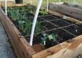 What Is Square Foot Gardening And How To Grow A High-Yield Garden In Small Areas