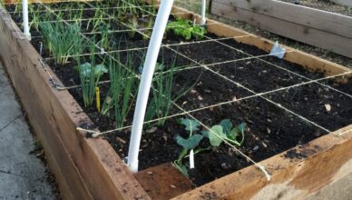 What Is Square Foot Gardening And How To Grow A High-Yield Garden In Small Areas