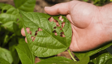 Why Controlling Garden Pests Naturally Is Beneficial And How To Use Natural Pest Control Methods