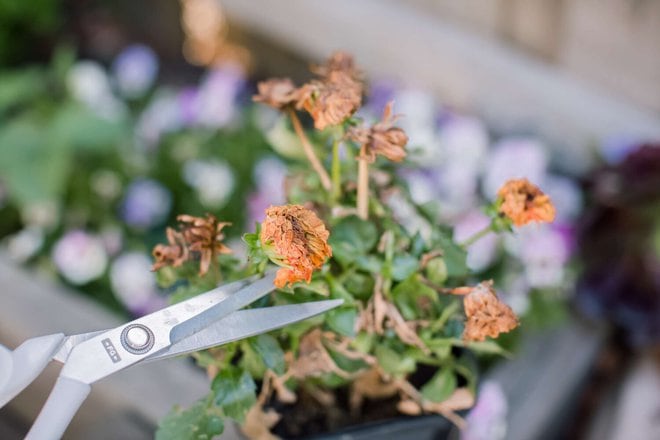 Why Deadheading Perennial Flowers Extends Bloom Time And How To Deadhead Perennials
