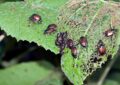 Why Integrated Pest Management Is Sustainable And How To Implement Ipm Strategies