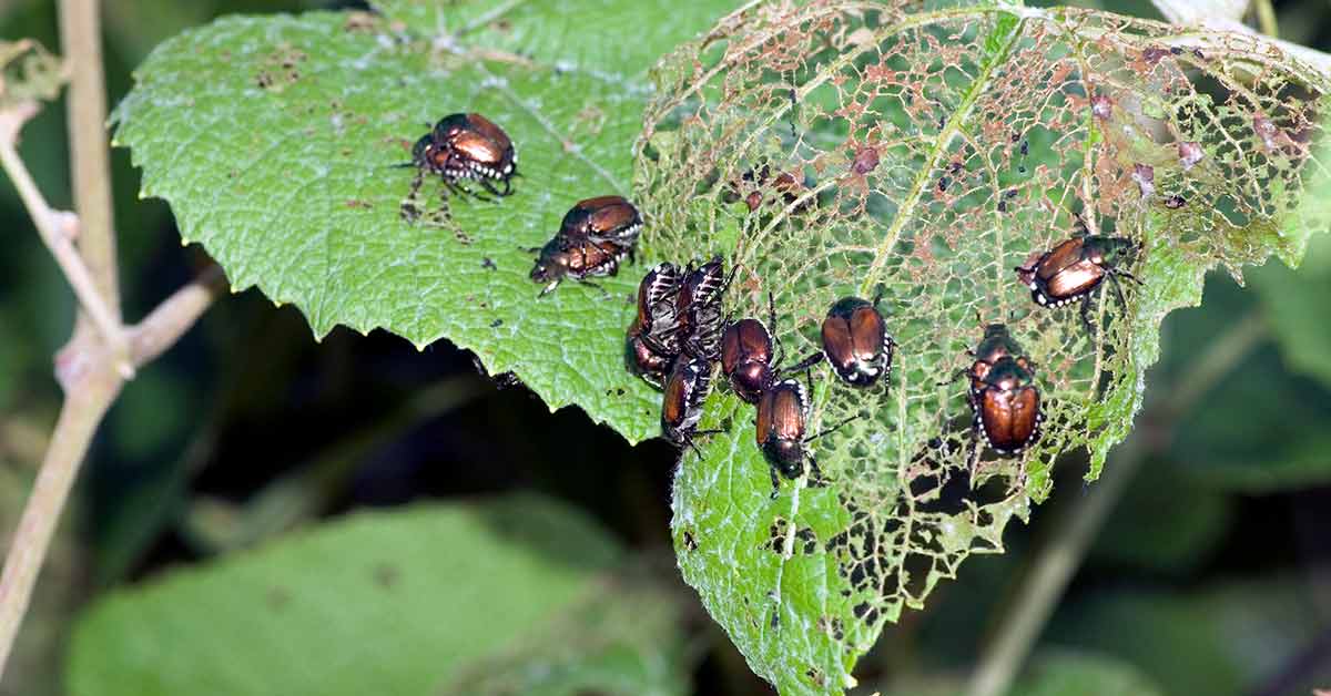 Why Integrated Pest Management Is Sustainable And How To Implement Ipm Strategies