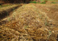 Why Mulching With Organic Materials Benefits Your Garden And How To Choose The Right Mulch