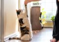 Can Cats Be Trained to Walk on a Leash, and How to Start