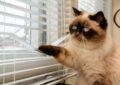 Can Cats Develop Separation Anxiety, and How to Address It