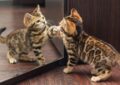 Can Cats Recognize Themselves in a Mirror