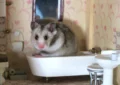 How to Bathe a Hamster Safely When Necessary