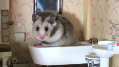 How to Bathe a Hamster Safely When Necessary