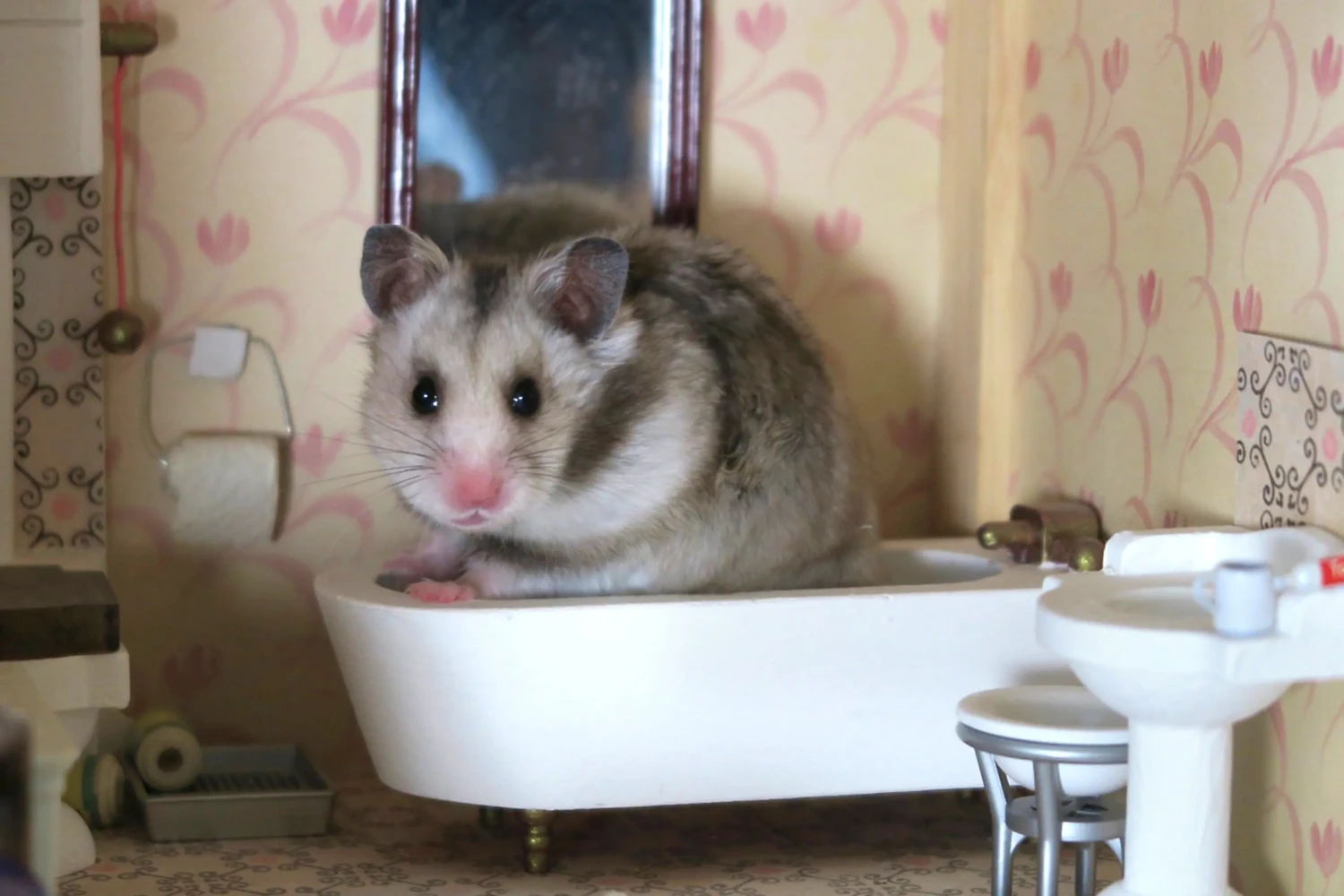 How to Bathe a Hamster Safely When Necessary