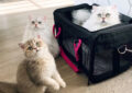 How to Choose the Right Cat Carrier for Vet Visits