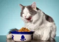 How to Choose the Right Cat Food for Your Feline Friend