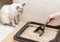 How to Choose the Right Cat Litter for Your Pet