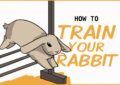 How to Clicker Train Your Rabbit for Fun Tricks